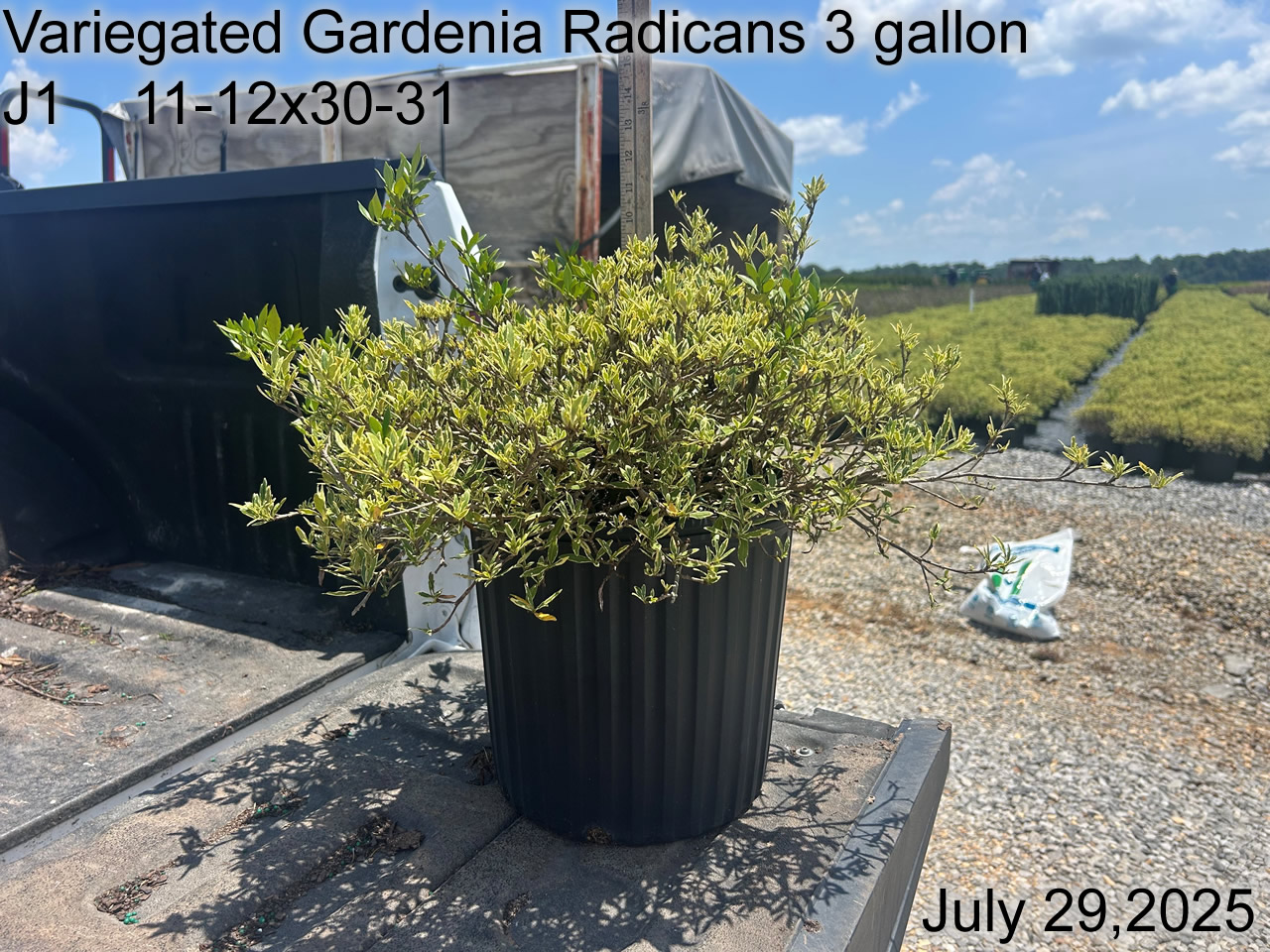 gallery/vgrad3 j1 july25.jpg